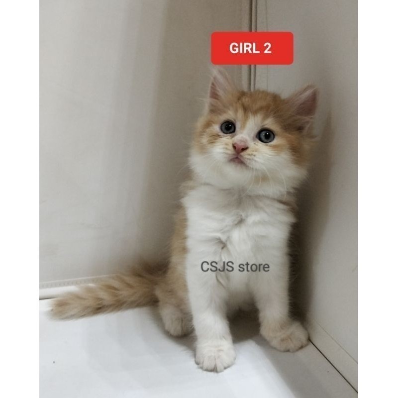 Jual anak kucing kitten Persian adopsi