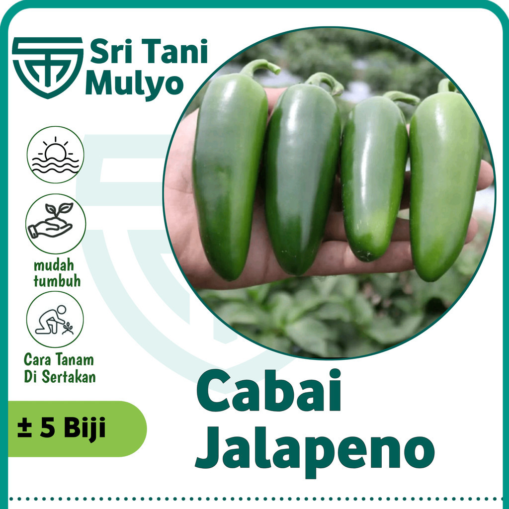 5 Biji - Benih Cabai JALAPENO Fanatic F1 - KNOWN YOU SEED - Bibit Cabe Hias Super Pedas Jalapeno Bib