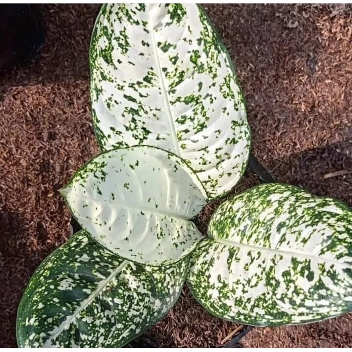 aglonema big leaf - bibit/anakan aglonema big leaf