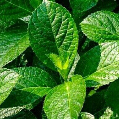 Pecah Keji Beling obat herbal