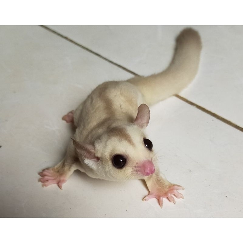 (COD) Sugar Glider Joey Creamino Termurah/Tupai Terbang/Mainan anak