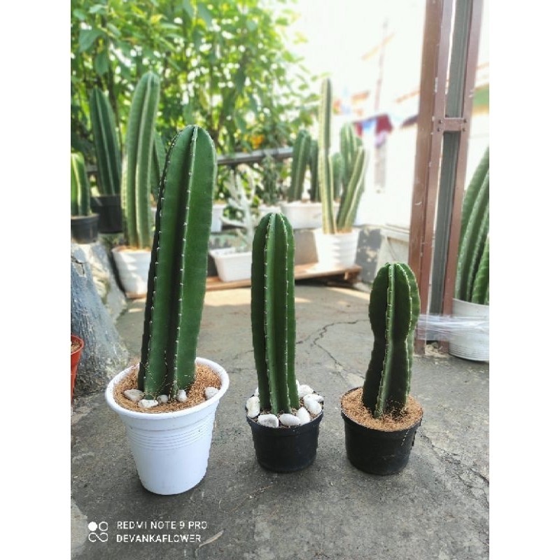 Kaktus Koboi Super Premium 60cm ( Tak mudah Busuk ) / Pohon Kaktus Koboi 60cm / Bunga Hias Kaktus Ko