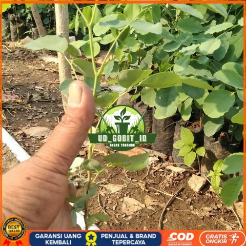 Bibit Tanaman Pohon Sonokeling, Kayu Sonokeling Bibit Tanaman Super Unggul UD GOBIT ID