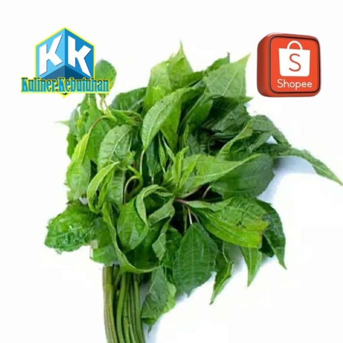 

Daun pohpohan fresh daun poh pohan lalapan sehat
