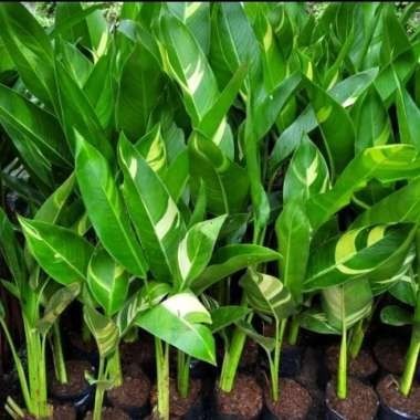 Tanaman Hias pisang golden varigata