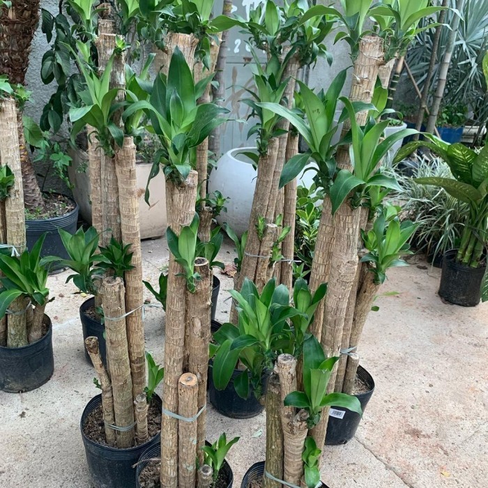 Tanaman Hias Dracaena Fragrans / Dracaena Fragrans / Tanaman Indoor - GREEN