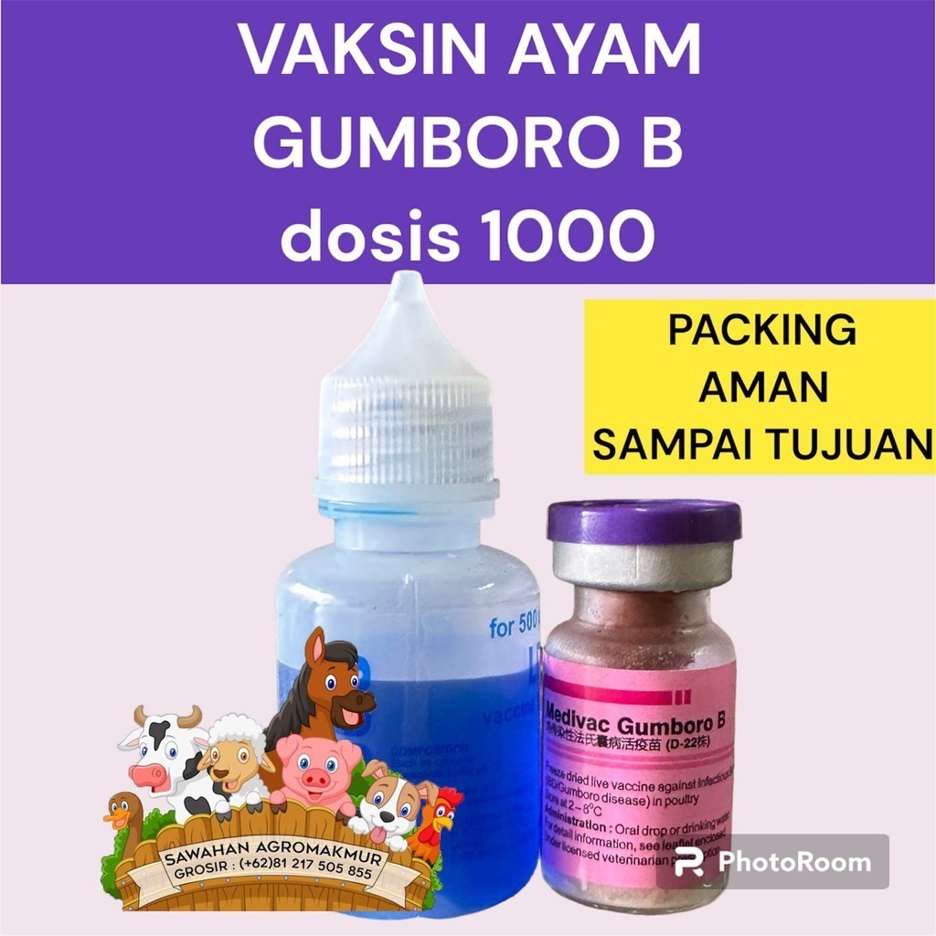 vaksin ayam gumboro B 1000 ekor