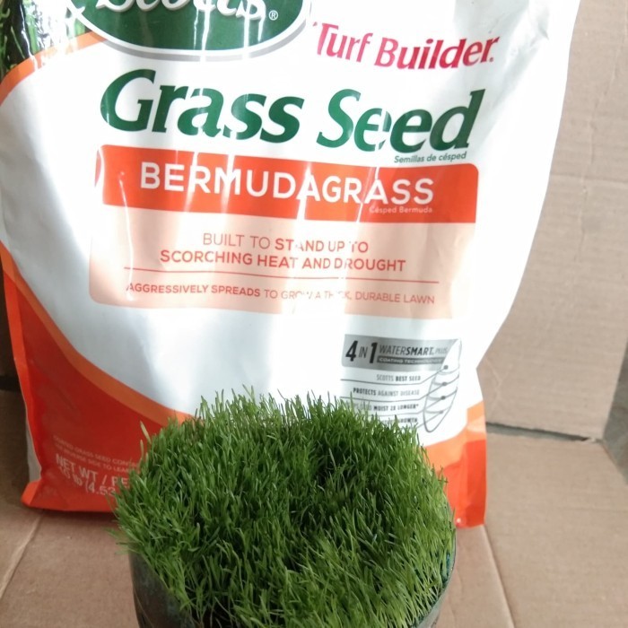 Benih rumput golf - benih lapangan sepakbola - benih rumput