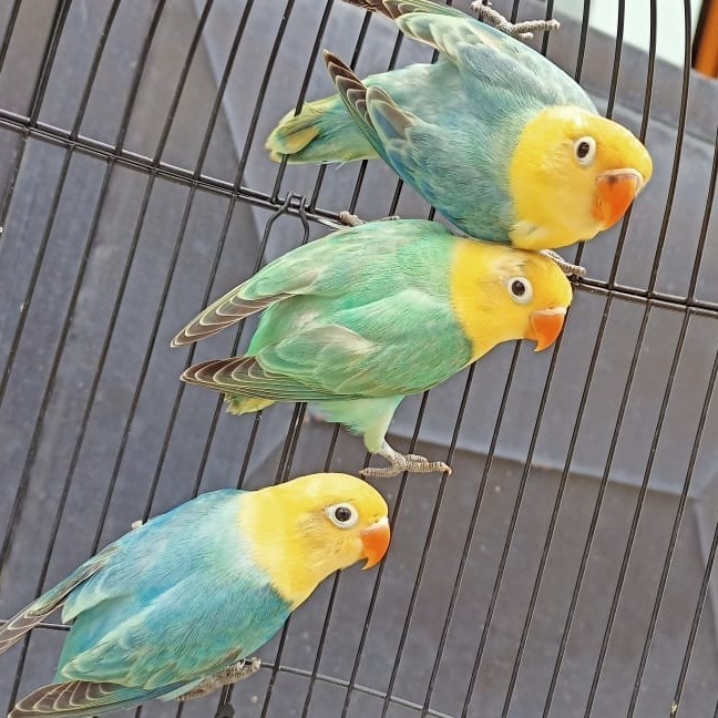BURUNG LOVEBIRD BIOLA PARBLUE BLUE