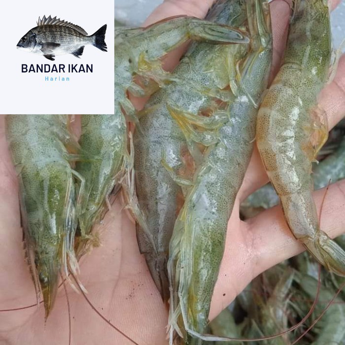 

Udang Vaname Size 80/90 Ekor Udang Segar Fresh Dan Berkualitas