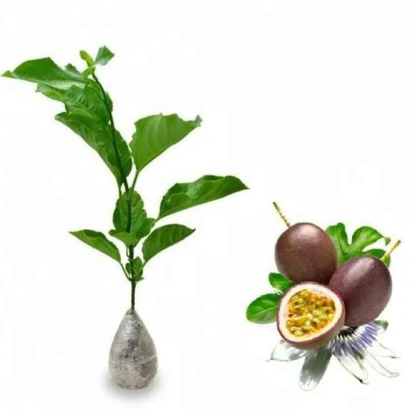 Bibit Markisa Merah Manis