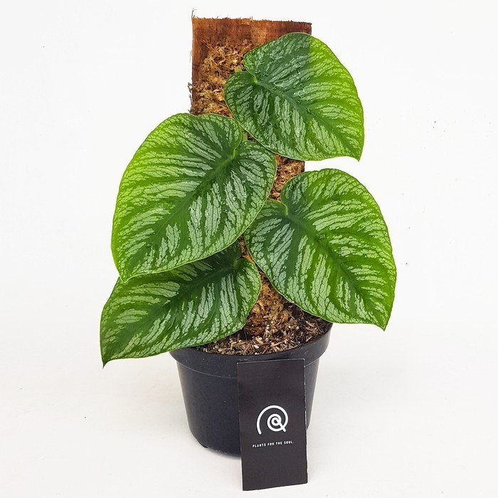 Monstera Dubia / Tanaman Hias / Indoor Plant - 3 daun