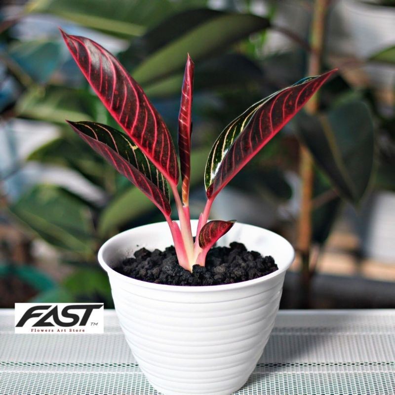 Tanaman Hias Aglonema Red Sumatra Remaja - Red Sum - Aglonema Murah