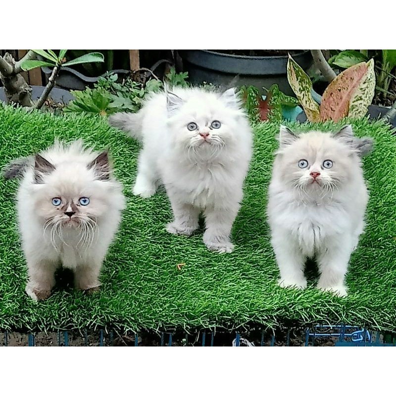 kitten Himalaya Ragdoll