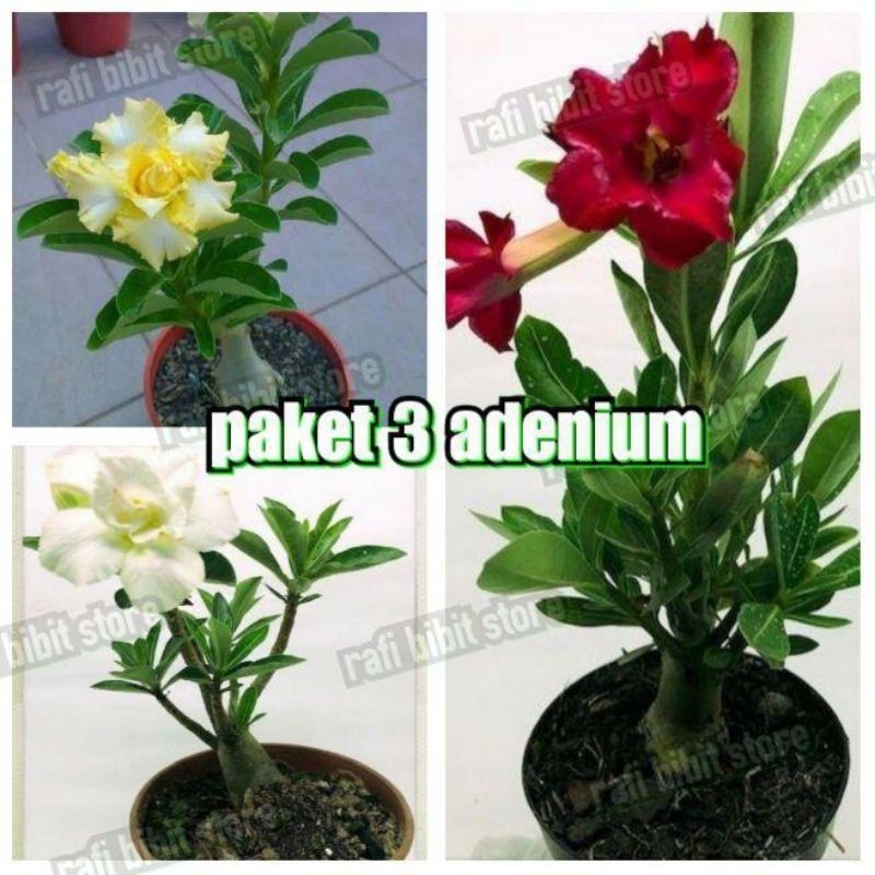 PAKET 3 ADENIUM KAMBOJA BUNGA TUMPUK-BUNGA ADENIUM TUMPUK-PAKET PROMO