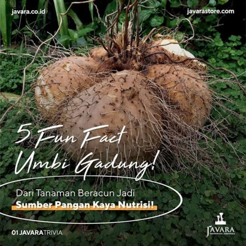 

UMBI GADUNG 1 KG DIOSCOREA HISPIDA
