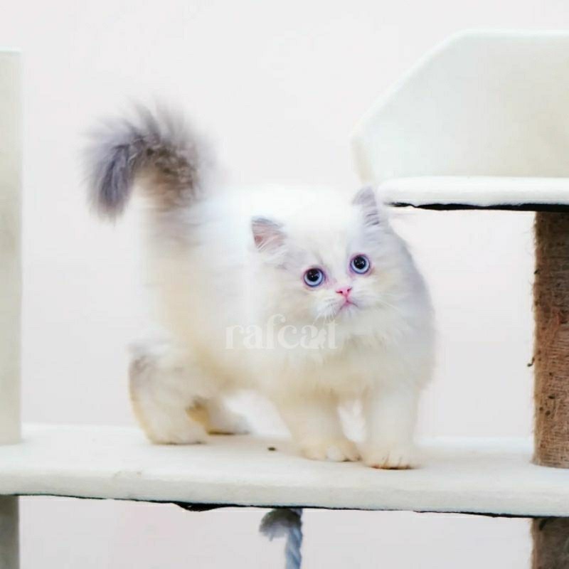 Kucing Persia Himalaya/Anabul Gemoy