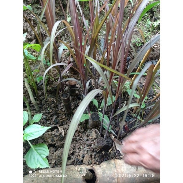 Bibit tebu hitam tebu wulung