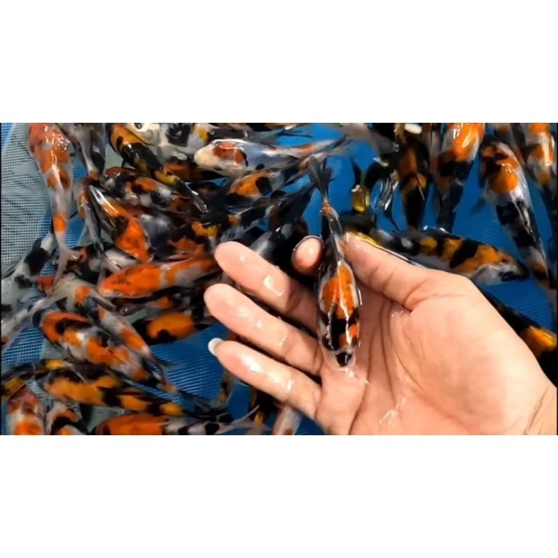 voc TERLARIS Paket 10 Ekor Koi Warna Blitar Grade Super Quality Size 4-6 CM Bergaransi kebutuhan aku