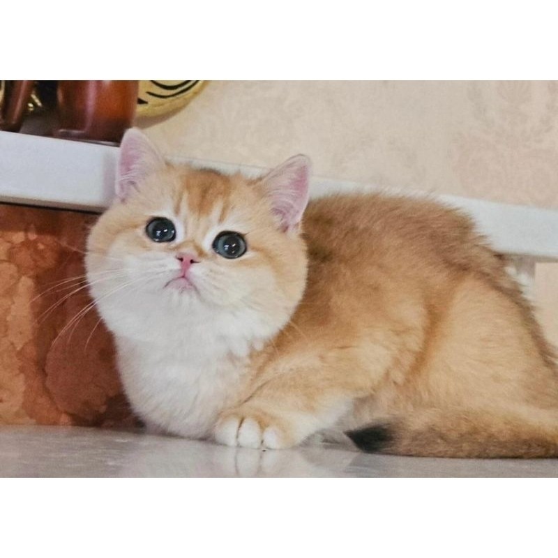 Kucing kitten british shorthair bsh golden male (bisa payletter)