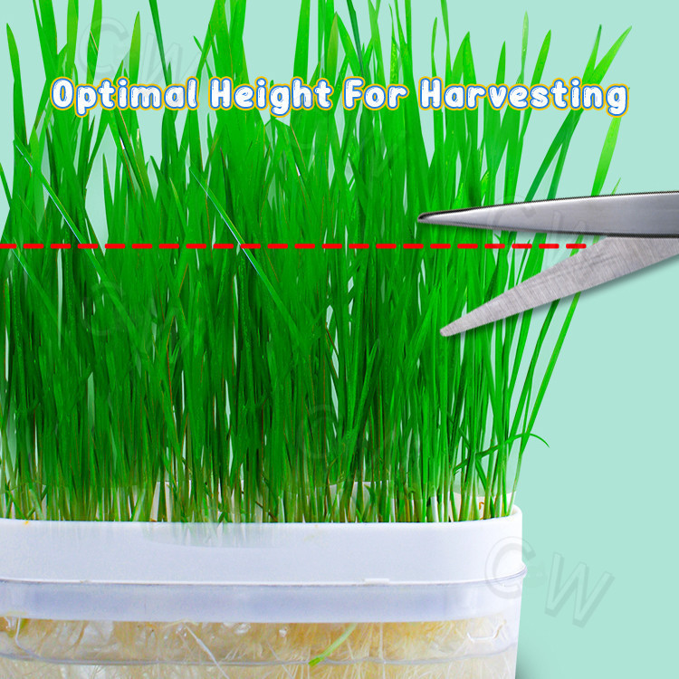 _Tukushop Rumput Kucing Kucing Memakan Rumput Rumput Hidroponik Kucing Kotak Rumput Kucing