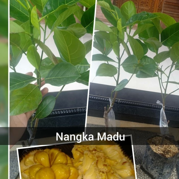 bibit nangka madu cepat berbuah