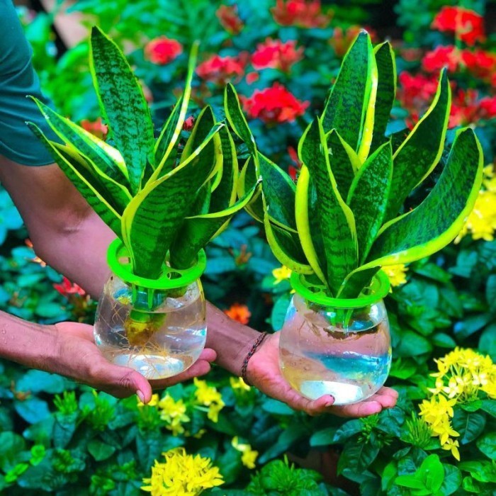 Tanaman hias sensivera superba - sensivera superba hidup di air