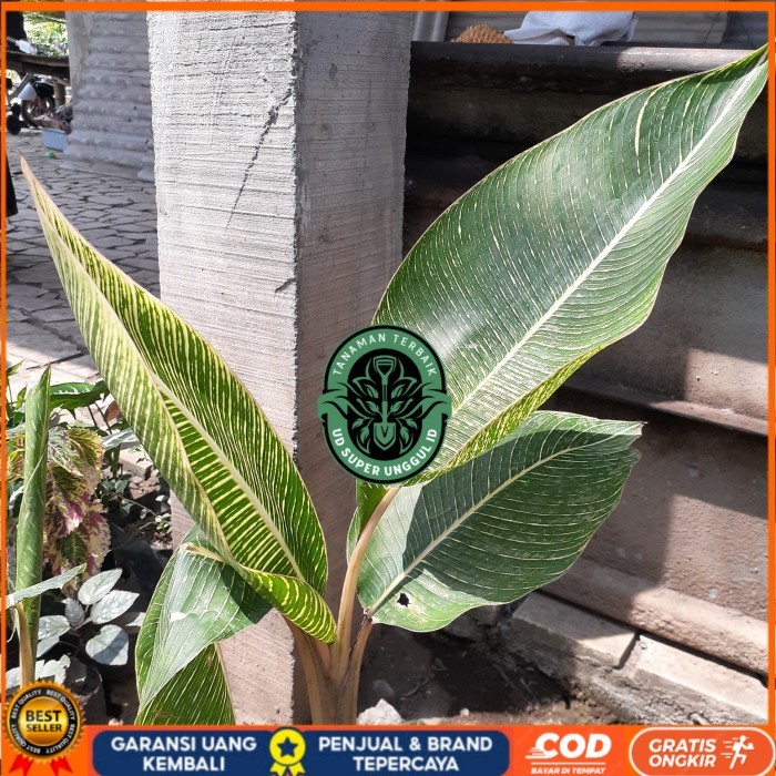 BIBIT TANAMAN PISANG BATIK/ PISANG DAUN BATIK/ PISANG HIAS UNIK Bibit Tanaman valid UD SUPER UNGGUL 