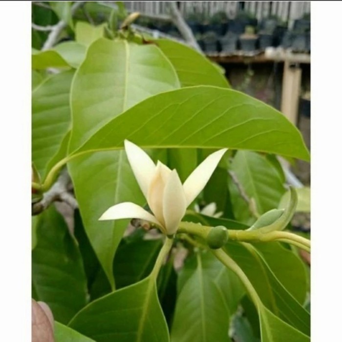 Bibit Tanaman Bunga Kantil Putih (Cempaka Putih) Asli Okulasi