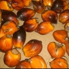 

buah sawit sgar 20 pcs umpan pancing