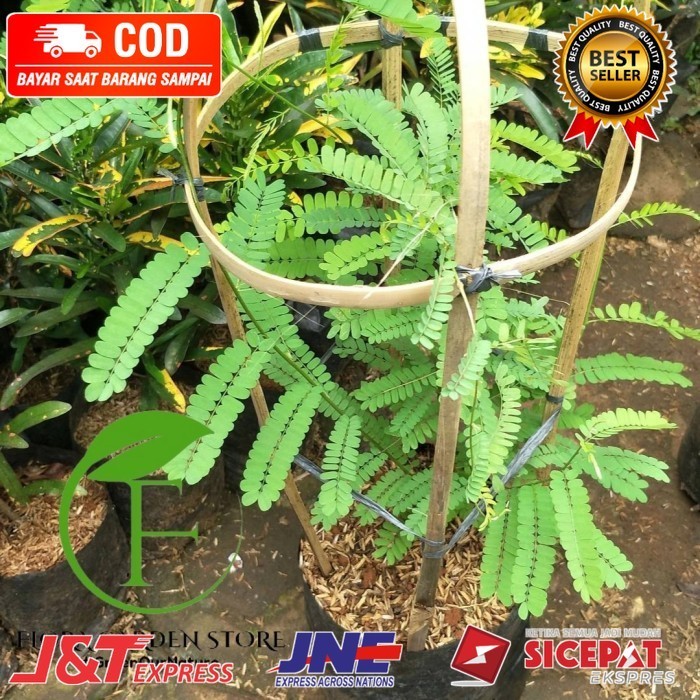 Tanaman Herbal Daun saga - Pohon Daun saga