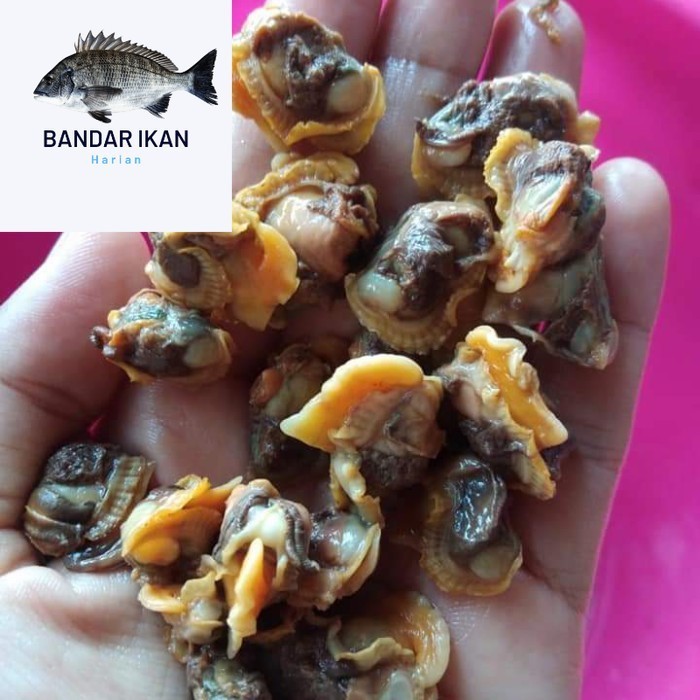 

Kerang Dara Kupas Segar Fresh Dan Berkualitas