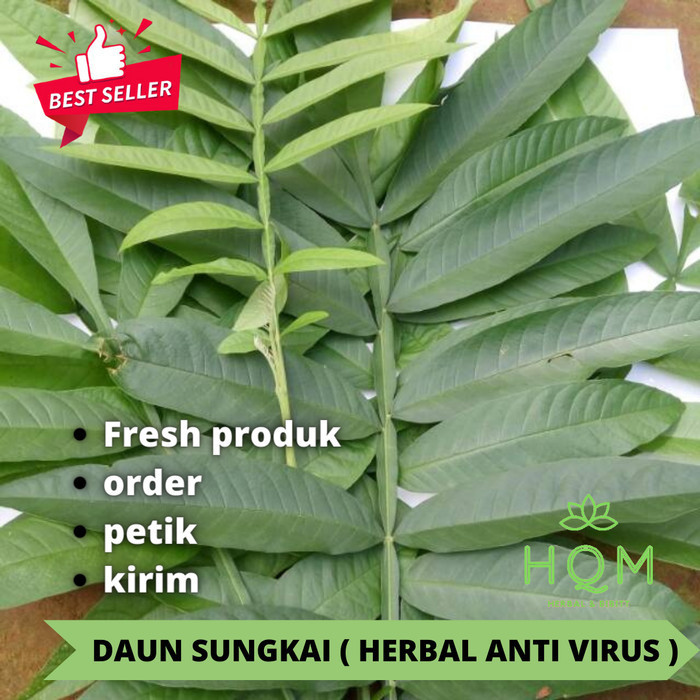 

Hafika Daun Sungkai Segar Herbal Penangkal Virus