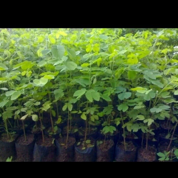 -> tanaman hias trembesi - pohon trembesi