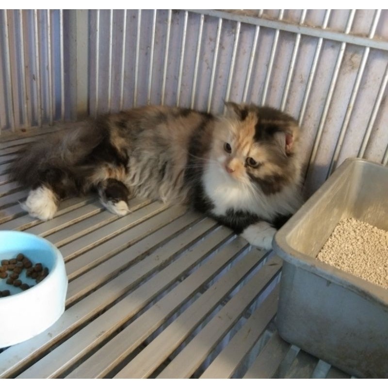 Promo diskon 65% kucing persia betina calico