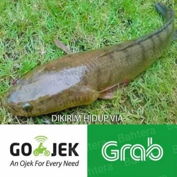 

Ikan gabus hidup untuk konsumsi 1 kg isi 2-3