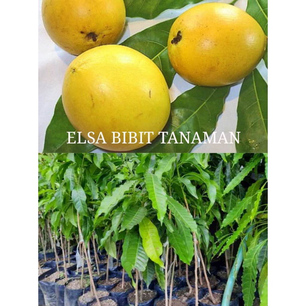 BIBIT SAWO ABIU OKULASI CEPAT BERBUAH - Habibit