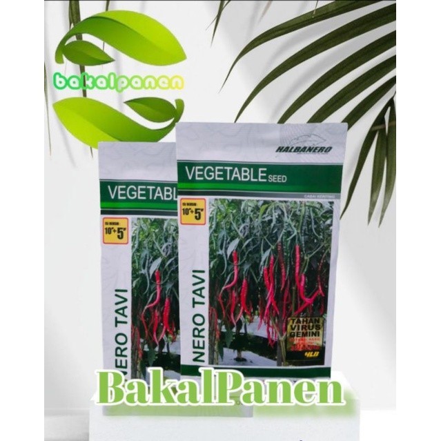 Benih binit cabe cabai CMK Halbanero NERO TAVI 15gram