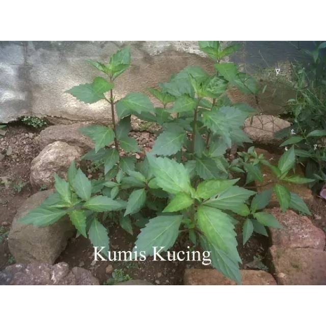 

Promo Daun Kumis Kucing Segar 1Kg – Daun Herbal Kumis Kucing Fresh, Daun Kumis Kucing Murah Obat Herbal Alami