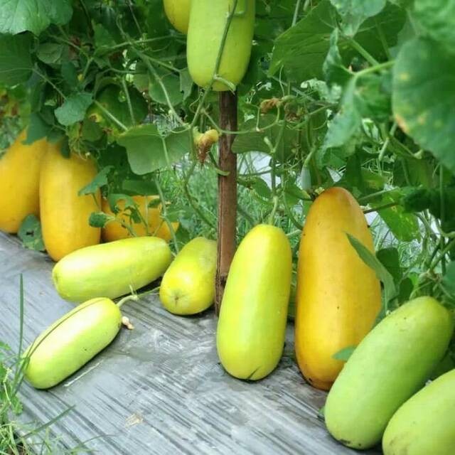 BENIH TIMUN MAS TIMUN SURI GOLD UNGGUL ISI 150 BENIH//COD//MANGGARMAS