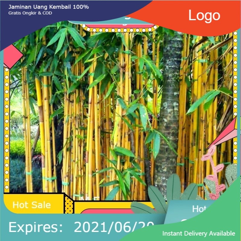 BIBIT BAMBU KUNING ASLI TANAMAN HIAS BAMBU KUNING