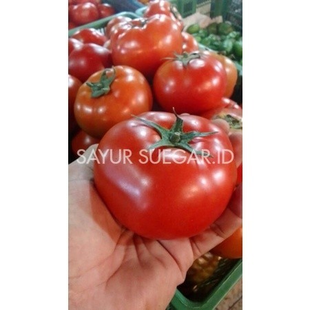 

tomat apel/tomat beef 500gr