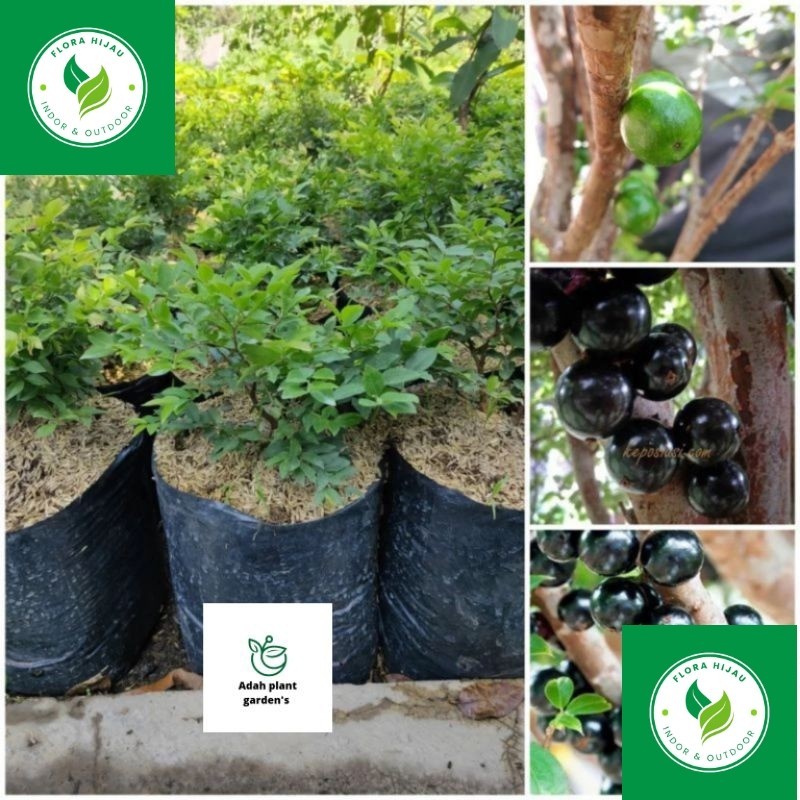 ~ (BISA COD) Pohon Buah Anggur Brazil - Tanaman Hidup Anggur Brazil siap Berbuah Bibit Tanaman Anggu