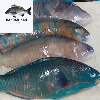 

Ikan Parrot Kaka Tua Segar Fresh Dan Berkualitas