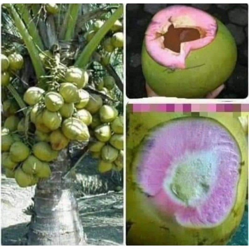 Bibit Kelapa Wulung Asli Pohon Pendek