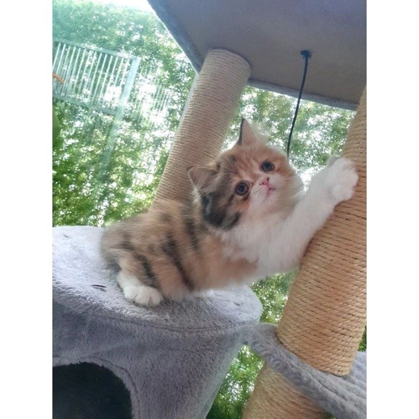 kucing persia flatnose / peaknose / himalaya /anggora / ragdoll