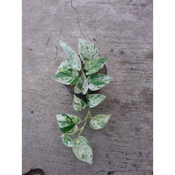 Tanaman Hias Sirih marble - Sirih Belanda