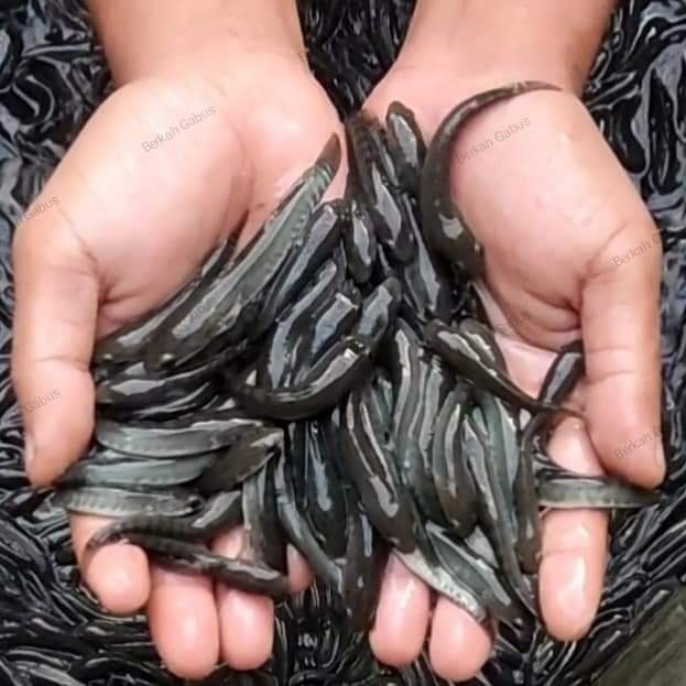 

Ikan Gabus Konsumsi Hidup Isi 100 Ekor UK 2cm 3cm