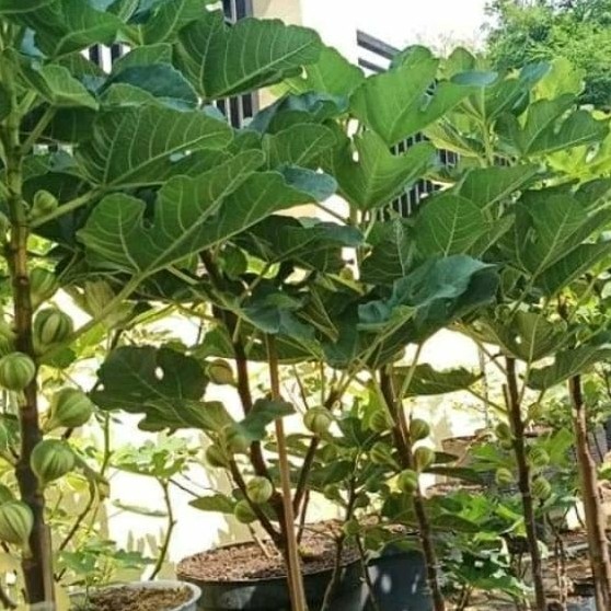 Pohon Tanaman Buah Tin 1 meter sudah berbuah