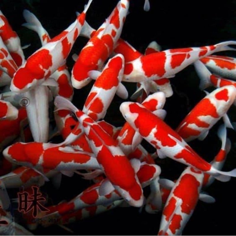 progres KOI Kohaku ukuran 10-14 cm isi 3 ekor + BONUS PAKAN IKAN